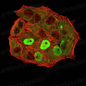 Валидация IF - AntibodySystem RHC03209 (247)