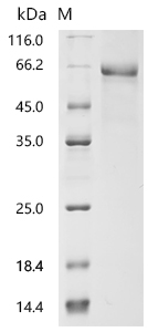 SDS-PAGE