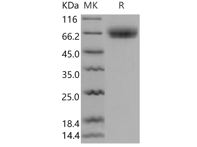 Валидация Elabscience PKSM040676(4657)