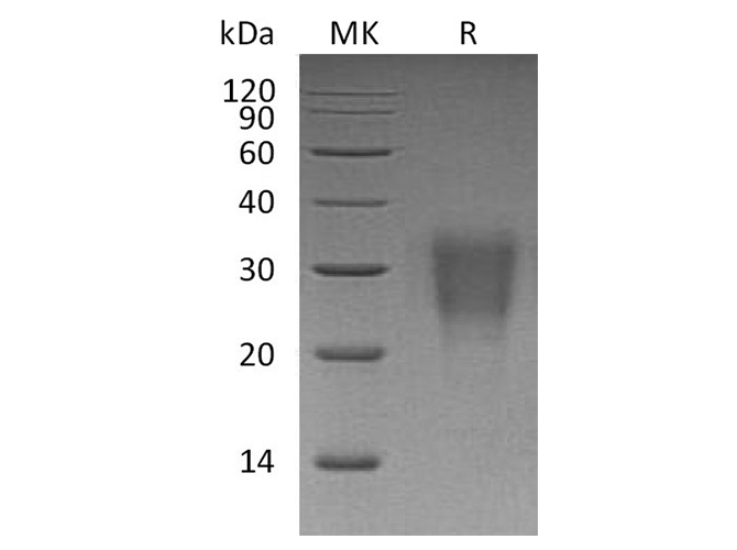Валидация Elabscience PKSH033622(3908)