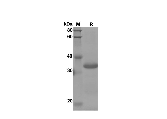 Валидация Elabscience PDEM100173(522)
