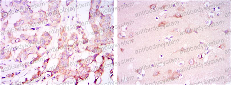 Валидация AntibodySystem RHH02302