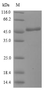 SDS-PAGE