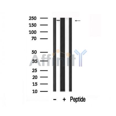 Валидация Affinity AF7890 - 4633