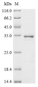 SDS-PAGE