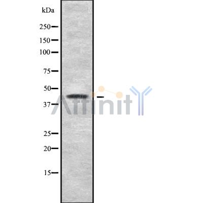 Валидация Affinity DF10184 - 5731