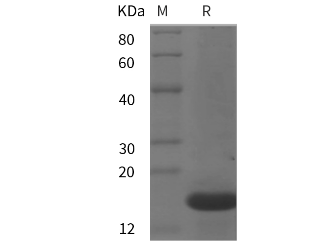Валидация Elabscience PDEM100268(600)