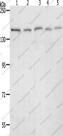 Вестерн-блоттинг, RAD50, клеточные линии 293T, HeLa, K562, NIH/3T3 и RAW264.7