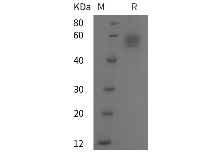 Валидация Elabscience PDMH100071(788)