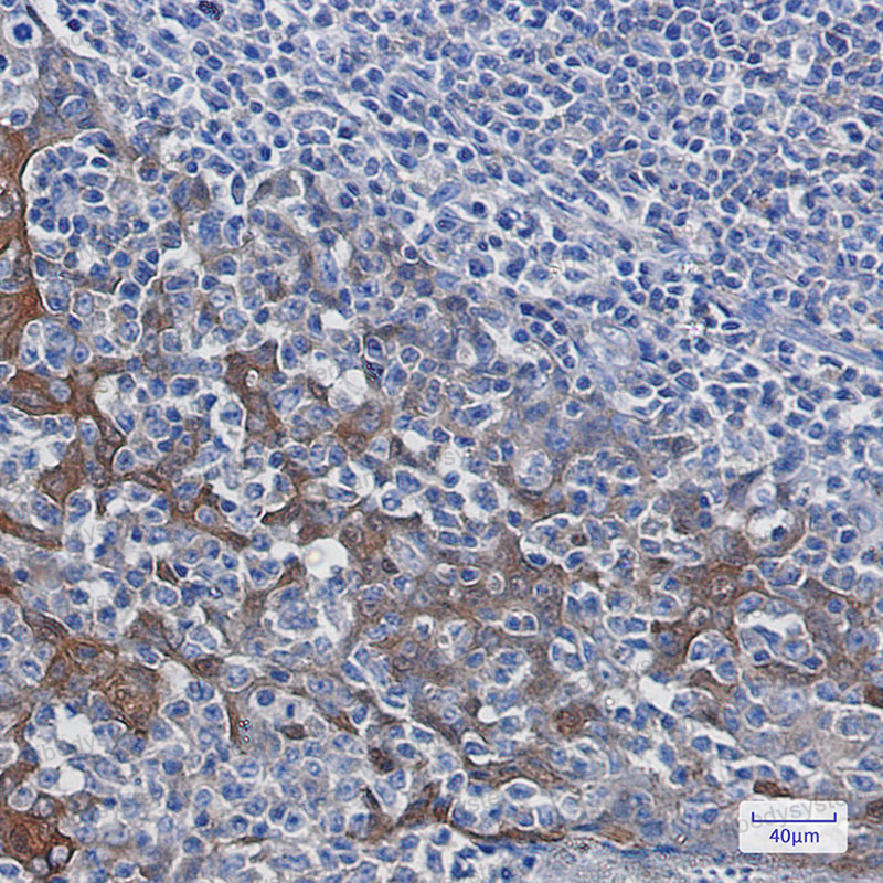 Валидация AntibodySystem RHD97502