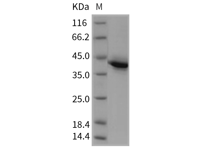 Валидация Elabscience PKSR030347(5688)