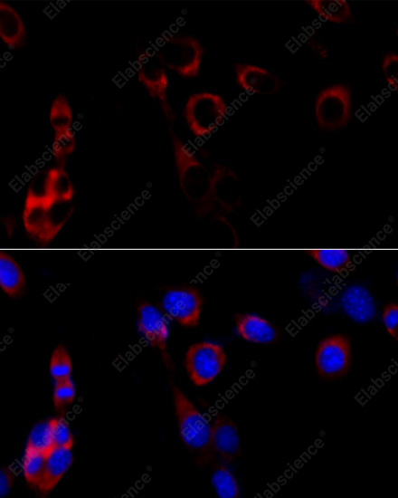 Иммунофлуоресценция, HSP90B1, клетки NIH/3T3