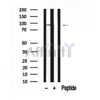 Валидация Affinity AF7559 - 4223