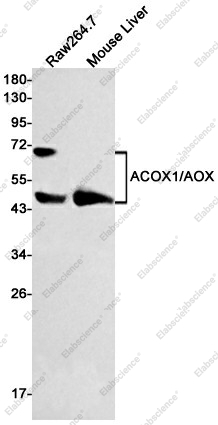 Вестерн-блоттинг, ACOX1/AOX, клетки Raw264.7 и ткань печени мыши