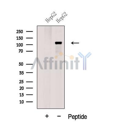 Валидация Affinity DF12613 - 7240