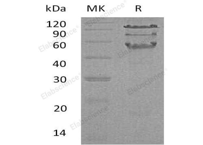 Валидация Elabscience PKSH032527(2986)