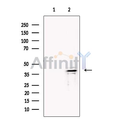 Валидация Affinity AF5125 - 2497