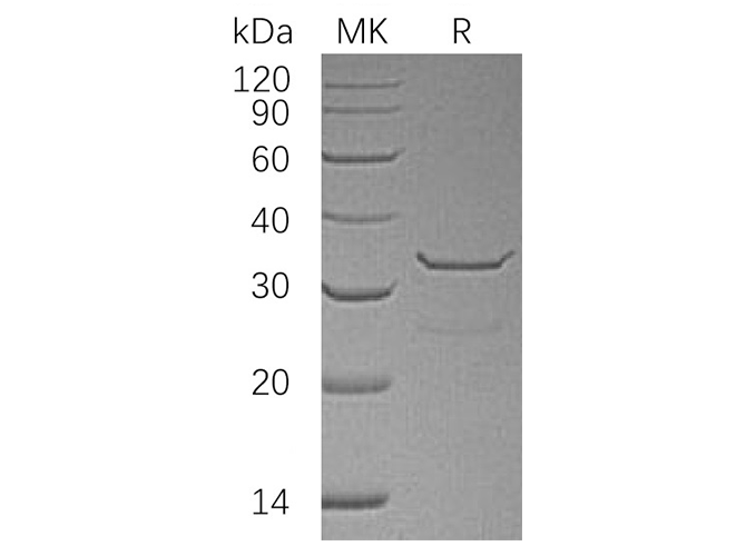 Валидация Elabscience PKSH033361(3692)