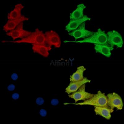 Валидация Affinity DF16073 - 12631