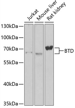 Валидация Elabscience E-AB-66174