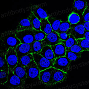 Валидация IF - AntibodySystem RHF68803 (1088)