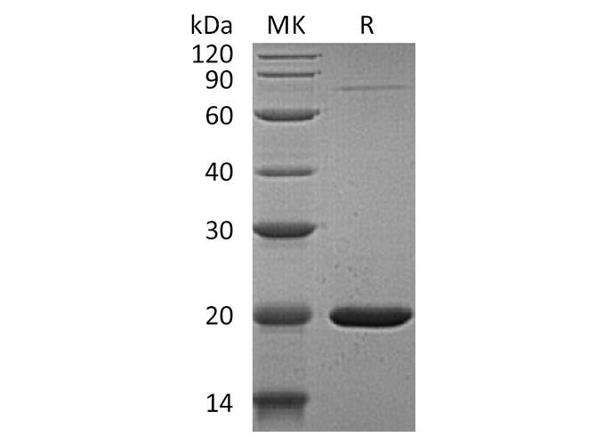 Валидация Elabscience PKSH032464(2934)