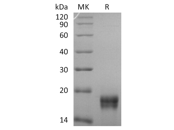 Валидация Elabscience PKSH032467(2937)