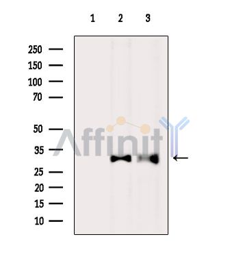 Валидация Affinity DF4453 - 15968