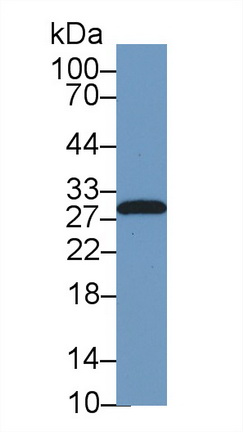 13235