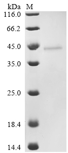 SDS-PAGE