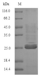 SDS-PAGE