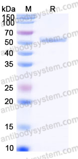EHH20601, SDS-PAGE