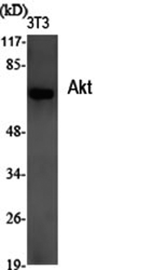 Валидация Elabscience E-AB-30465