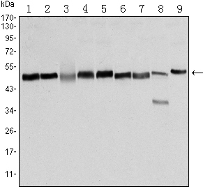 Валидация Affinity BF0061 - 5118