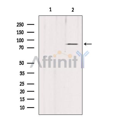 Валидация Affinity DF4363 - 15824