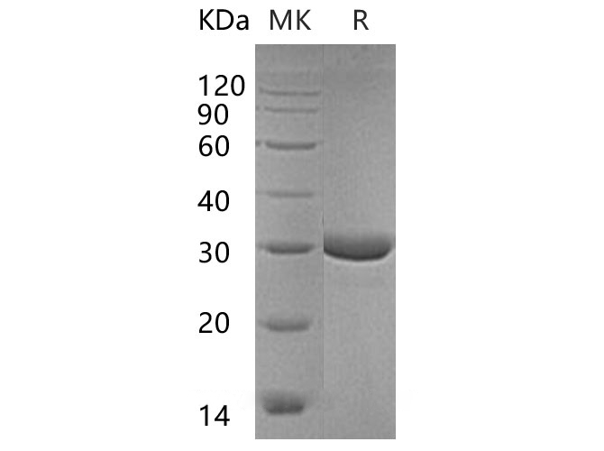 Валидация Elabscience PKSH032894(3297)