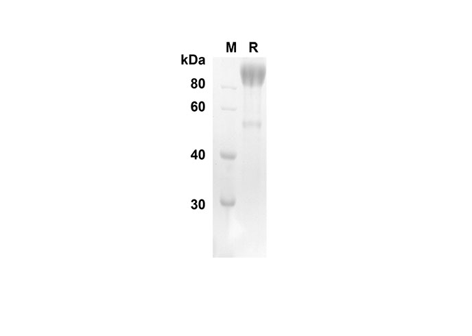 Валидация Elabscience PDMH100205(832)