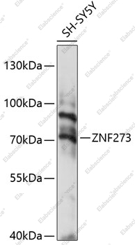 Вестерн-блоттинг, ZNF273, клетки SH-SY5Y