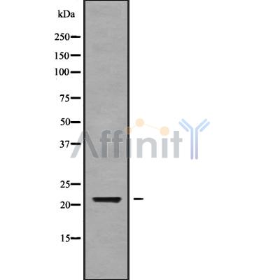 Валидация Affinity DF9317 - 21783