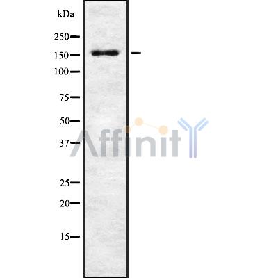 Валидация Affinity DF8369 - 20236