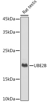 A0503, вестерн-блоттинг, лизат семенников крысы (1032)