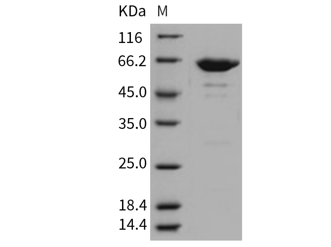 Валидация Elabscience PKSM040768(4739)