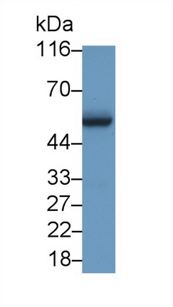 49856