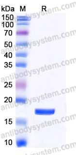 YHE23602, SDS-PAGE