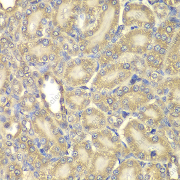 Иммуногистохимия, Myelin Basic protein, ткань почки крысы