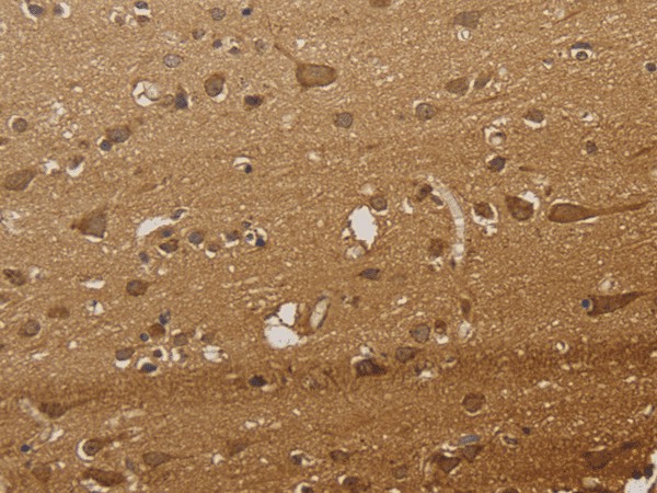 Валидация Elabscience E-AB-53247