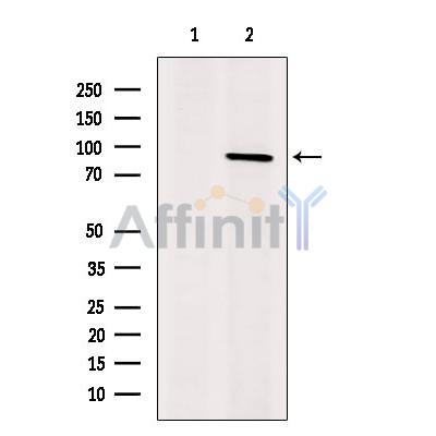 Валидация Affinity DF9898 - 22857