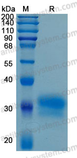 Валидация AntibodySystem AHD10401