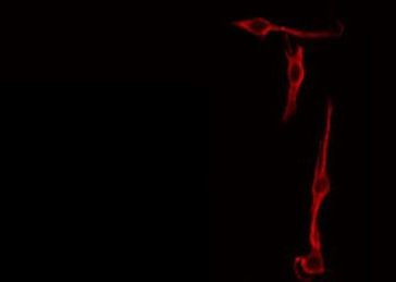 Валидация AssayVector ARM1899(2626)