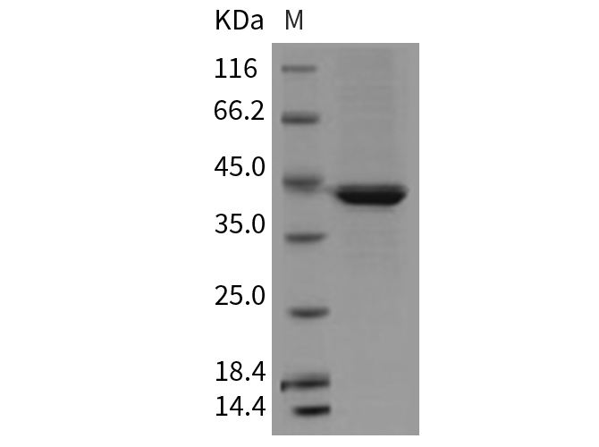Валидация Elabscience PKSM040713(4690)